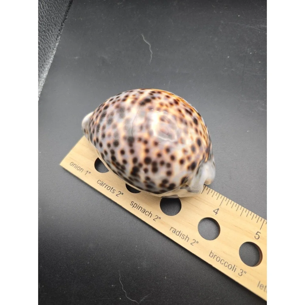 Tiger Cowrie Cypraea Tigris Leopard Pattern Seashell 3 & 3.5 Inches Shells